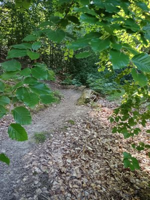 IMG_20260619_164227561_HDR.jpg
