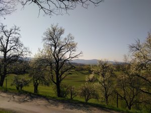 IMG_20190419_102238.jpg