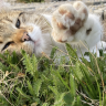 Katze